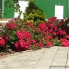 Tapis Rouge